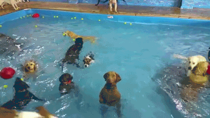 pool-dog